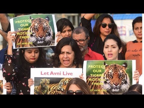 STV News | शेरनी अवनी के शिकार को मेनका ने बताया अपराध