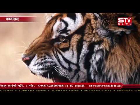 STV News | Man Eater Tiger Killed 13 people At Yavatmal District