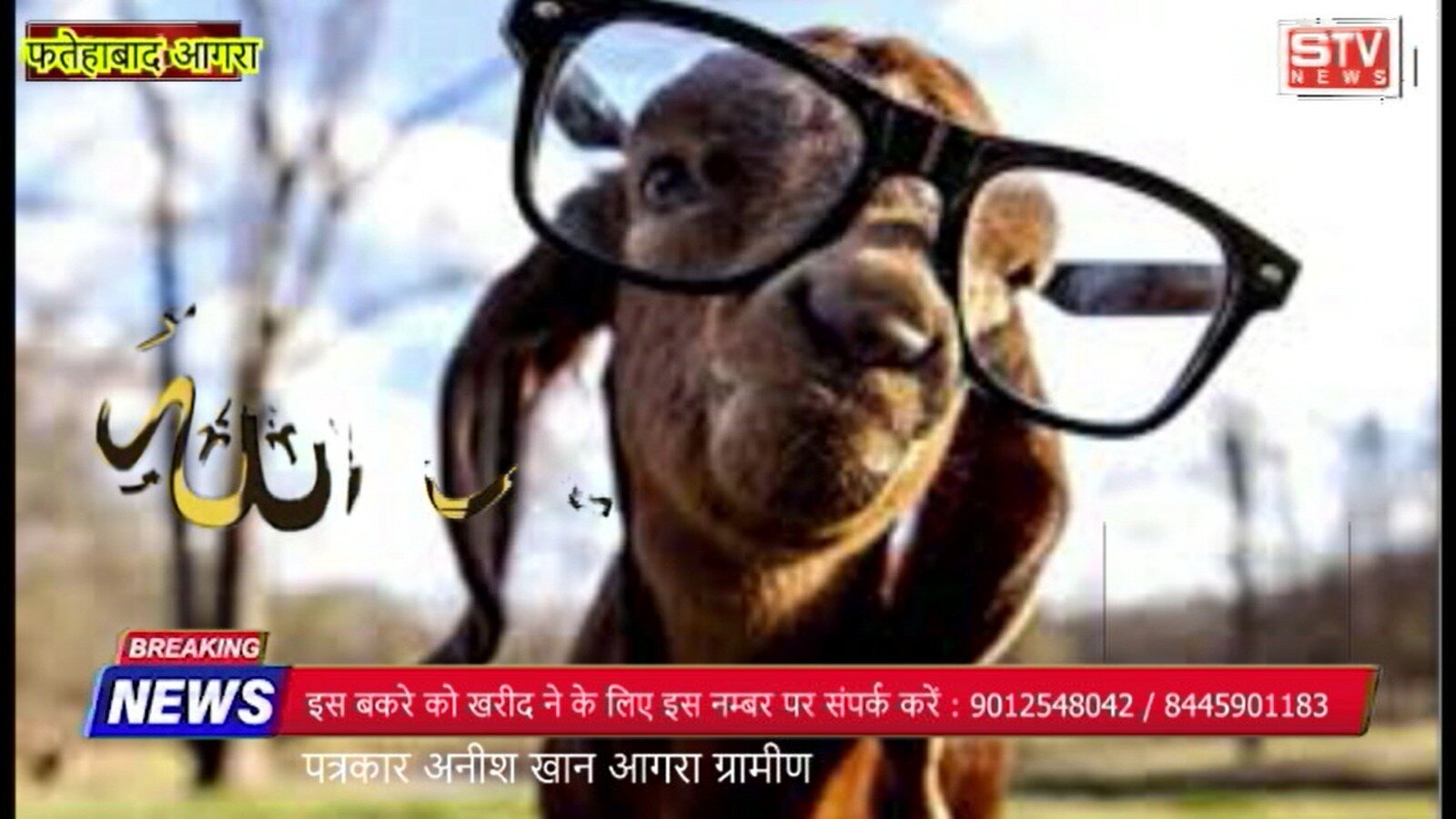 STV News | कुर्बानी के लिए बकरा ढूंढ रहे हैं तो यह खबर आपके लिए है फतेहाबाद पच्छा धनोला...