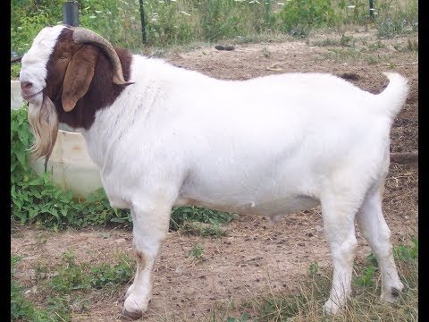 STV News | DEONAR BAKRA MANDI IN MUMBAI celebrates Bakrid