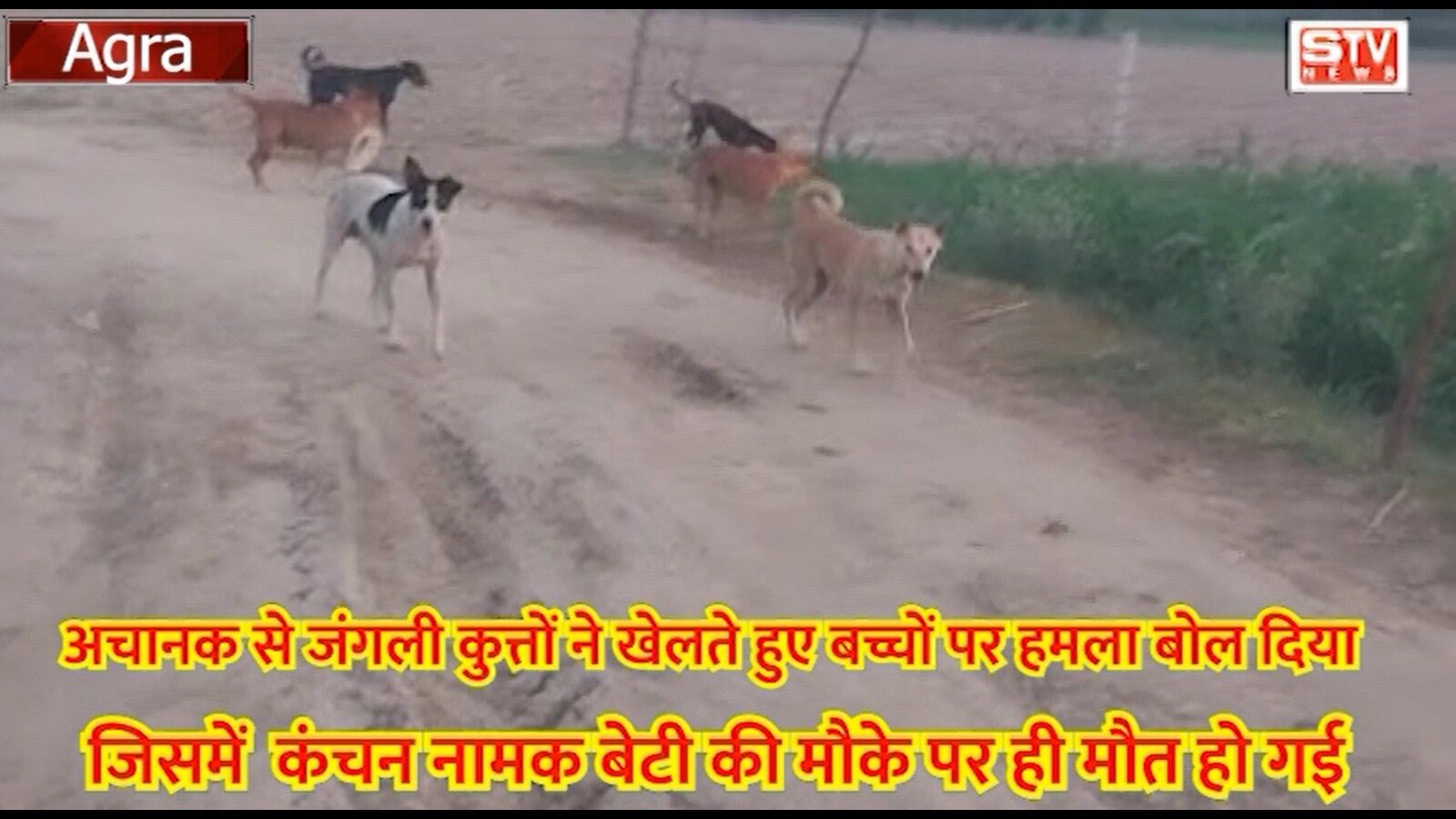STV News | जंगली कुत्तों ने खेलते हुए बच्चों पर हमला बोल दिया कंचन नामक बेटी की मौके पर...